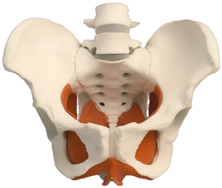 A pelvis model showing the pelvic floor muscles in red
